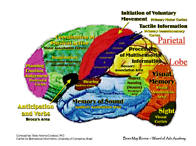 3b. Brain Map - Left Hemisphere | Roy H. Williams Marketing